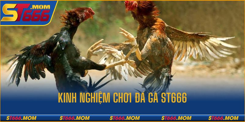 Cần phải thiết lập kế hoạch sử dụng thật chi tiết khi chơi đá gà ST666